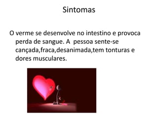 Sintomas

O verme se desenvolve no intestino e provoca
  perda de sangue. A pessoa sente-se
  cançada,fraca,desanimada,tem tonturas e
  dores musculares.
 