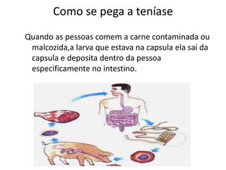 Como se pega a teníase
Quando as pessoas comem a carne contaminada ou
 malcozida,a larva que estava na capsula ela sai da
 capsula e deposita dentro da pessoa
 especificamente no intestino.
 