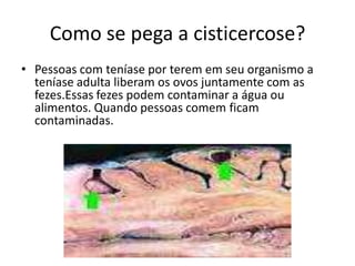 Como se pega a cisticercose?
• Pessoas com teníase por terem em seu organismo a
  teníase adulta liberam os ovos juntamente com as
  fezes.Essas fezes podem contaminar a água ou
  alimentos. Quando pessoas comem ficam
  contaminadas.
 