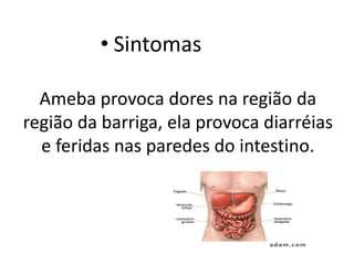 • Sintomas

  Ameba provoca dores na região da
região da barriga, ela provoca diarréias
  e feridas nas paredes do intestino.
 