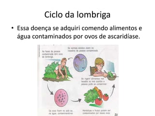 Ciclo da lombriga
• Essa doença se adquiri comendo alimentos e
  água contaminados por ovos de ascaridíase.
 