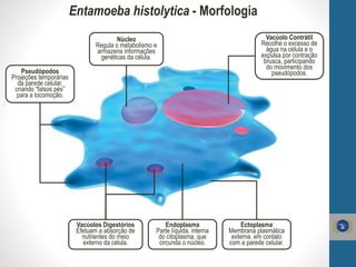 Entamoeba histolytica - Morfologia
Vacúolo Contrátil
Recolhe o excesso de
água na célula e o
expulsa por contração
brusca, participando
do movimento dos
pseudópodos.Pseudópodos
Projeções temporárias
da parede celular,
criando “falsos pés”
para a locomoção.
Vacúolos Digestórios
Efetuam a absorção de
nutrientes do meio
externo da célula.
Núcleo
Regula o metabolismo e
armazena informações
genéticas da célula.
Endoplasma
Parte líquida, interna
do citoplasma, que
circunda o núcleo.
Ectoplasma
Membrana plasmática
externa, em contato
com a parede celular.
 