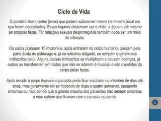 Ciclo de Vida
O parasita libera cistos (ovos) que podem sobreviver meses no mesmo local em
que foram depositados. Esses lugares costumam ser o chão, a água e até mesmo
as próprias fezes. Ter relações sexuais desprotegidas também pode ser um meio
de infecção.
Os cistos possuem 15 mícrons e, após entrarem no corpo humano, passam pela
parte ácida do estômago e, já no intestino delgado, se rompem e geram oito
trofozoítos cada. Alguns desses trofozoítos se multiplicam e causam doenças, já
outros se transformam em cistos que não se aderem à mucosa e são expelidos do
corpo pelas fezes.
Após invadir o corpo humano o parasita pode ficar instalado no intestino de dias até
anos, mas geralmente ele se hospeda de duas a quatro semanas, causando
sintomas ou não, sendo que a grande maioria dos pacientes não sentem sintomas
e nem sabem que ficaram com o parasita no corpo.
 