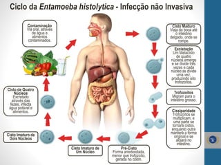 Ciclo da Entamoeba histolytica - Infecção não Invasiva
Cisto de Quatro
Núcleos
Excretado
através das
fezes, infecta
água potável e
alimentos.
Cisto Maduro
Viaja da boca até
o intestino
delgado, onde se
rompe.
Excistação
Um Metacisto
de quatro
núcleos emerge
e se divide três
vezes e cada
núcleo se divide
uma vez,
produzindo oito
trofozoítos.
Trofozoítos
Migram para o
intestino grosso.
Cissiparidade
Trofozoítos se
multiplicam, e
uma parte se
tornará cistos,
enquanto outra
manterá a forma
original e se
alojará no
intestino.
Pré-Cisto
Forma arredondada,
menor que trofozoíto,
gerada no cólon.
Cisto Imaturo de
Um Núcleo
Cisto Imaturo de
Dois Núcleos
Contaminação
Via oral, através
de água e
alimentos
contaminados.
 