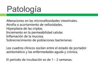 Patología
Alteraciones en las microvellosidades intestinales.
Atrofia o acortamiento de vellosidades.
Hiperplasia de las criptas.
Incremento en la permeabilidad celular.
Inflamación de la mucosa.
Sobrecrecimiento de poblaciones bacterianas.
Los cuadros clínicos oscilan entre el estado de portador
asintomático y las enfermedades aguda y crónica.
El período de incubación es de 1 - 2 semanas.
 