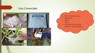 Usos Comerciales
• Tierra diatomacious
• Abrasivos
• Talcos
• Tizas
• Indicadores de agua
limpia o contaminada
 
