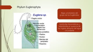 Phyilum Euglenophyta
Euglena
Algas unicelulares del
grupo de los Euglénidos
Autótrofas fotosintéticas y
heterótrofas en ausencia de
luz ingiere alimento del agua
circundante
 