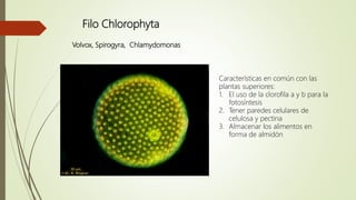 Filo Chlorophyta
Volvox, Spirogyra, Chlamydomonas
Características en común con las
plantas superiores:
1. El uso de la clorofila a y b para la
fotosíntesis
2. Tener paredes celulares de
celulosa y pectina
3. Almacenar los alimentos en
forma de almidón
 