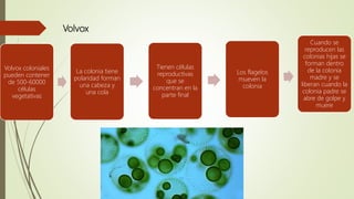 Volvox
Volvox coloniales
pueden contener
de 500-60000
células
vegetativas
La colonia tiene
polaridad forman
una cabeza y
una cola
Tienen células
reproductivas
que se
concentran en la
parte final
Los flagelos
mueven la
colonia
Cuando se
reproducen las
colonias hijas se
forman dentro
de la colonia
madre y se
liberan cuando la
colonia padre se
abre de golpe y
muere
 