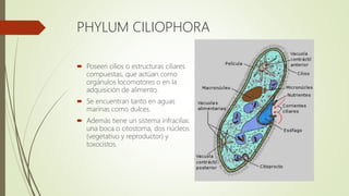 PHYLUM CILIOPHORA
 Poseen cilios o estructuras ciliares
compuestas, que actúan como
orgánulos locomotores o en la
adquisición de alimento.
 Se encuentran tanto en aguas
marinas como dulces.
 Además tiene un sistema infraciliar,
una boca o citostoma, dos núcleos
(vegetativo y reproductor) y
toxocistos.
 