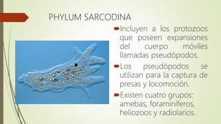 PHYLUM SARCODINA
Incluyen a los protozoos
que poseen expansiones
del cuerpo móviles
llamadas pseudópodos.
Los pseudópodos se
utilizan para la captura de
presas y locomoción.
Existen cuatro grupos:
amebas, foraminíferos,
heliozoos y radiolarios.
 