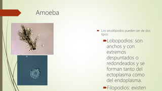 Amoeba
 Los seudópodos pueden ser de dos
tipos:
Lobopodios: son
anchos y con
extremos
despuntados o
redondeados y se
forman tanto del
ectoplasma como
del endoplasma.
Filopodios: existen
 