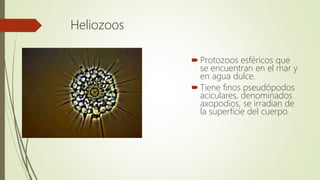 Heliozoos
 Protozoos esféricos que
se encuentran en el mar y
en agua dulce.
 Tiene finos pseudópodos
aciculares, denominados
axopodios, se irradian de
la superficie del cuerpo.
 