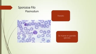 Sporozoa Filo
Plasmodium
Parasito
Se mueve en grandes
ejércitos
 