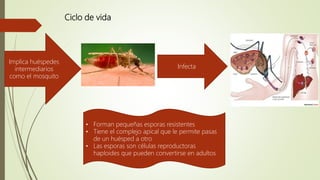 Ciclo de vida
Implica huéspedes
intermediarios
como el mosquito
Infecta
• Forman pequeñas esporas resistentes
• Tiene el complejo apical que le permite pasas
de un huésped a otro
• Las esporas son células reproductoras
haploides que pueden convertirse en adultos
 