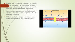  Pueden ser autótrofos, fabrican su propia
energía mediante la fotosíntesis o quimio-
síntesis y heterótrofos que obtienen su energía
mediante el consumo de otros organismos.
 Se reproducen asexualmente por fisión binaria y
algunas especies son capaces de la
reproducción sexual.
 Utilizan la difusión simple para mover gases y
materiales de desecho en y fuera de la célula.
 