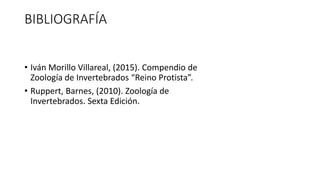 BIBLIOGRAFÍA
• Iván Morillo Villareal, (2015). Compendio de
Zoología de Invertebrados “Reino Protista”.
• Ruppert, Barnes, (2010). Zoología de
Invertebrados. Sexta Edición.
 