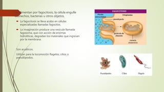  Se alimentan por fagocitosis, la célula engulle
deshechos, bacterias u otros objetos.
 La fagocitosis se lleva acabo en células
especializadas llamadas fagocitos.
 La invaginación produce una vesícula llamada
fagosoma, que con acción de enzimas
hidrolíticas, degradan los materiales que ingresan
por la membrana.
Son acuáticos.
Utilizan para la locomoción flagelos, cilios o
pseudópodos.
 