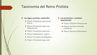 Taxonomía del Reino Protista
 Las algas: protistas autótrofos
 Phylum Phaeophyta-algas pardas
(Fucus)
 Phylum Rhodophyta-algas rojas
(Polysiphonia)
 Phylum Chrysophyta-diatomeas
 Phylum Euglenophyta- euglena
 Phylum Pyrrophyta-dinoflagelados
 Phylum Chlorophyta-alga verde
 Los protozoos= protistas
heterótrofos
 Phylum Ciliophora (Paramecium)
 Phylum Sarcodina (Amoeba,
radiolarios)
 Phylum Sporozoa (Plasmodium)
 