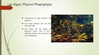 Las Algas: Phylum Phaeophyta
 Pertenece el alga marrón, llamado
sargazo.
 Las algas pardas son los protistas
más grandes.
 Las hojas de las algas pueden
alcanzar hasta 100 m de largo,
además tienen una nervadura central
y son delgadas.
 