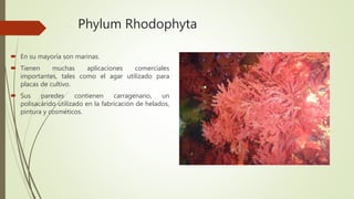 Phylum Rhodophyta
 En su mayoría son marinas.
 Tienen muchas aplicaciones comerciales
importantes, tales como el agar utilizado para
placas de cultivo.
 Sus paredes contienen carragenano, un
polisacárido utilizado en la fabricación de helados,
pintura y cosméticos.
 