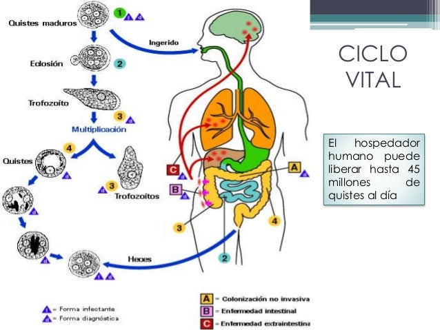 3L 4S3S1N4T0 D3L Pr0F3S0R D3 M4T3M4T1C4S Libro Completo Pdf