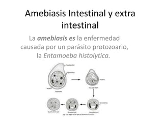 Amebiasis Intestinal y extra
intestinal
La amebiasis es la enfermedad
causada por un parásito protozoario,
la Entamoeba histolytica.
 