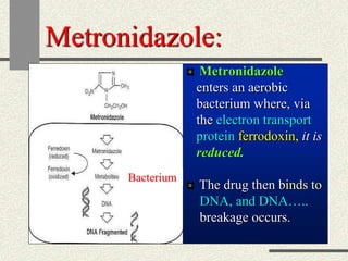 Metronidazole:
Metronidazole
enters an aerobic
bacterium where, via
the electron transport
protein ferrodoxin, it is
reduced.
The drug then binds to
DNA, and DNA…..
breakage occurs.
Bacterium
 