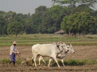 The rapid rise of agricultural mechanization in Myanmar