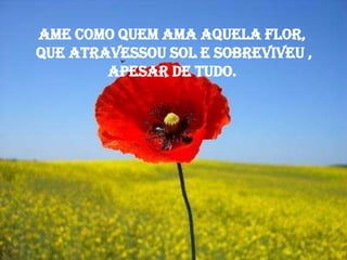 Ame como quem ama aquela flor,
que atravessou sol e sobreviveu ,
        apesar de tudo.
 