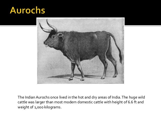 ameenas collection of extinct animals of india extinct aurochs size