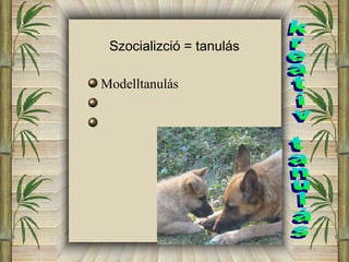Szocializció = tanulás 
Modelltanulás 
 