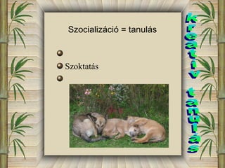 Szocializáció = tanulás 
Szoktatás 
 