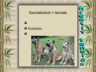 Szocializáció = tanulás 
Szoktatás 
 