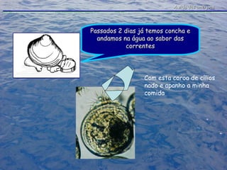 A vida das amêijoas Passados 2 dias já temos concha e andamos na água ao sabor das correntes Com esta coroa de cílios nado e apanho a minha comida 