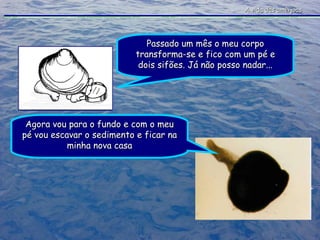 A vida das amêijoas Passado um mês o meu corpo transforma-se e fico com um pé e dois sifões. Já não posso nadar... Agora vou para o fundo e com o meu pé vou escavar o sedimento e ficar na minha nova casa 