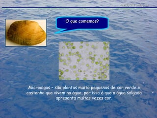 A vida das amêijoas O que comemos? Microalgas – são plantas muito pequenas de cor verde e castanha que vivem na água, por isso é que a água salgada apresenta muitas vezes cor. 