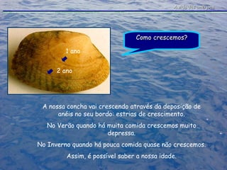 A vida das amêijoas Como crescemos? A nossa concha vai crescendo através da deposição de anéis no seu bordo: estrias de crescimento. No Verão quando há muita comida crescemos muito depressa. No Inverno quando há pouca comida quase não crescemos. Assim, é possível saber a nossa idade. 1 ano 2 ano 