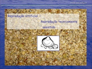 Reprodução artificial  –    Reprodução tecnicamente    assistida A vida das amêijoas 