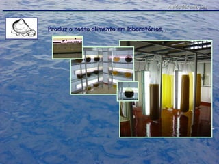 Produz o nosso alimento em laboratórios... A vida das amêijoas 