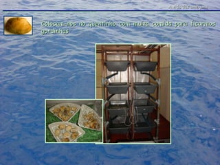 Colocam-nos no quentinho com muita comida para ficarmos gordinhas A vida das amêijoas 