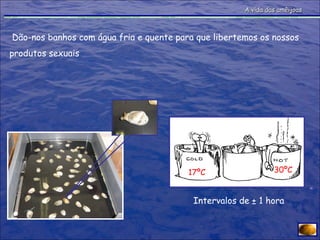 Dão-nos banhos com água fria e quente para que libertemos os nossos produtos sexuais Intervalos de ± 1 hora 17ºC 30ºC A vida das amêijoas 