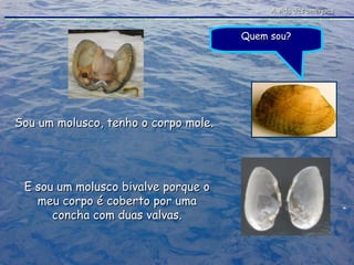 A vida das amêijoas Quem sou? Sou um molusco, tenho o corpo mole. E sou um molusco bivalve porque o meu corpo é coberto por uma concha com duas valvas. 
