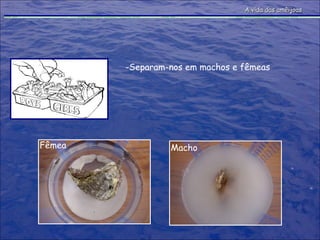 Separam-nos em machos e fêmeas Fêmea Macho A vida das amêijoas 