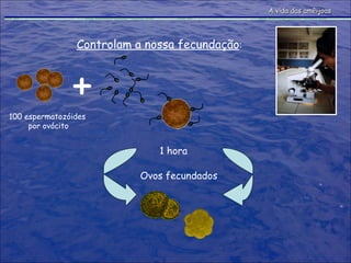 Controlam a nossa fecundação : + Ovos fecundados 100 espermatozóides  por ovócito 1 hora A vida das amêijoas 