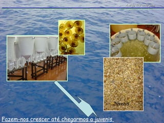 Fazem-nos crescer até chegarmos a juvenis  A vida das amêijoas Juvenis 