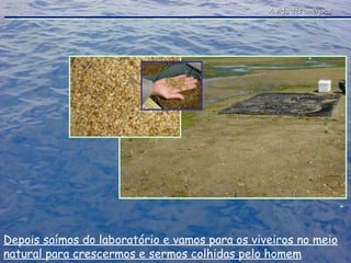 Depois saímos do laboratório e vamos para os viveiros no meio natural para crescermos e sermos colhidas pelo homem A vida das amêijoas 