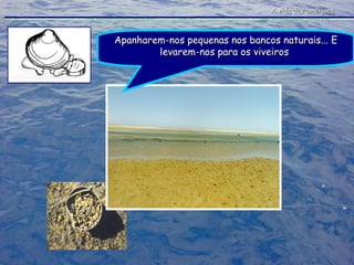 A vida das amêijoas Apanharem-nos pequenas nos bancos naturais... E levarem-nos para os viveiros  