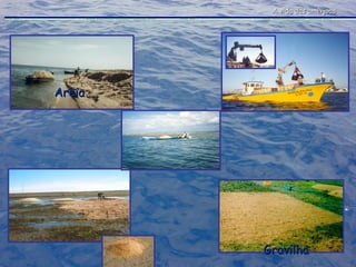 A vida das amêijoas Gravilha Areia 