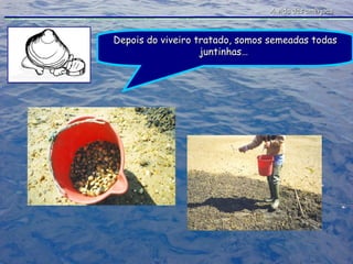 A vida das amêijoas Depois do viveiro tratado, somos semeadas todas juntinhas…  